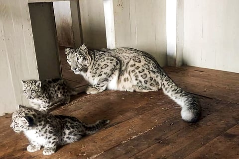 Snow leopards at Darjeeling zoo